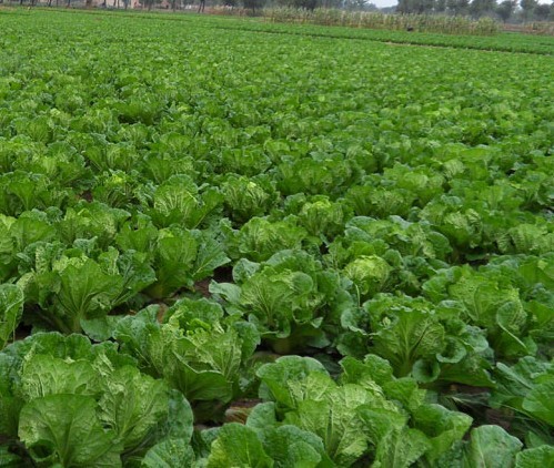 大白菜苗